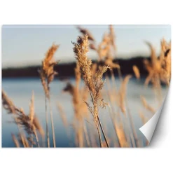 Feeby Fototapeta, Trawa pampasowa na tle jeziora 150x105