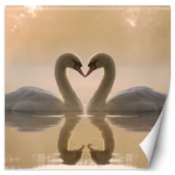 Feeby Fototapeta, Łabędzie pływające w jeziorze 100x100