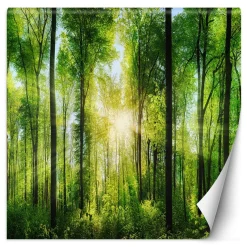 Feeby Fototapeta, Las drzewa promienie słońca natura 100x100