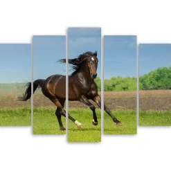 Feeby Obraz 5 częściowy na płótnie Koń Galop Łąka