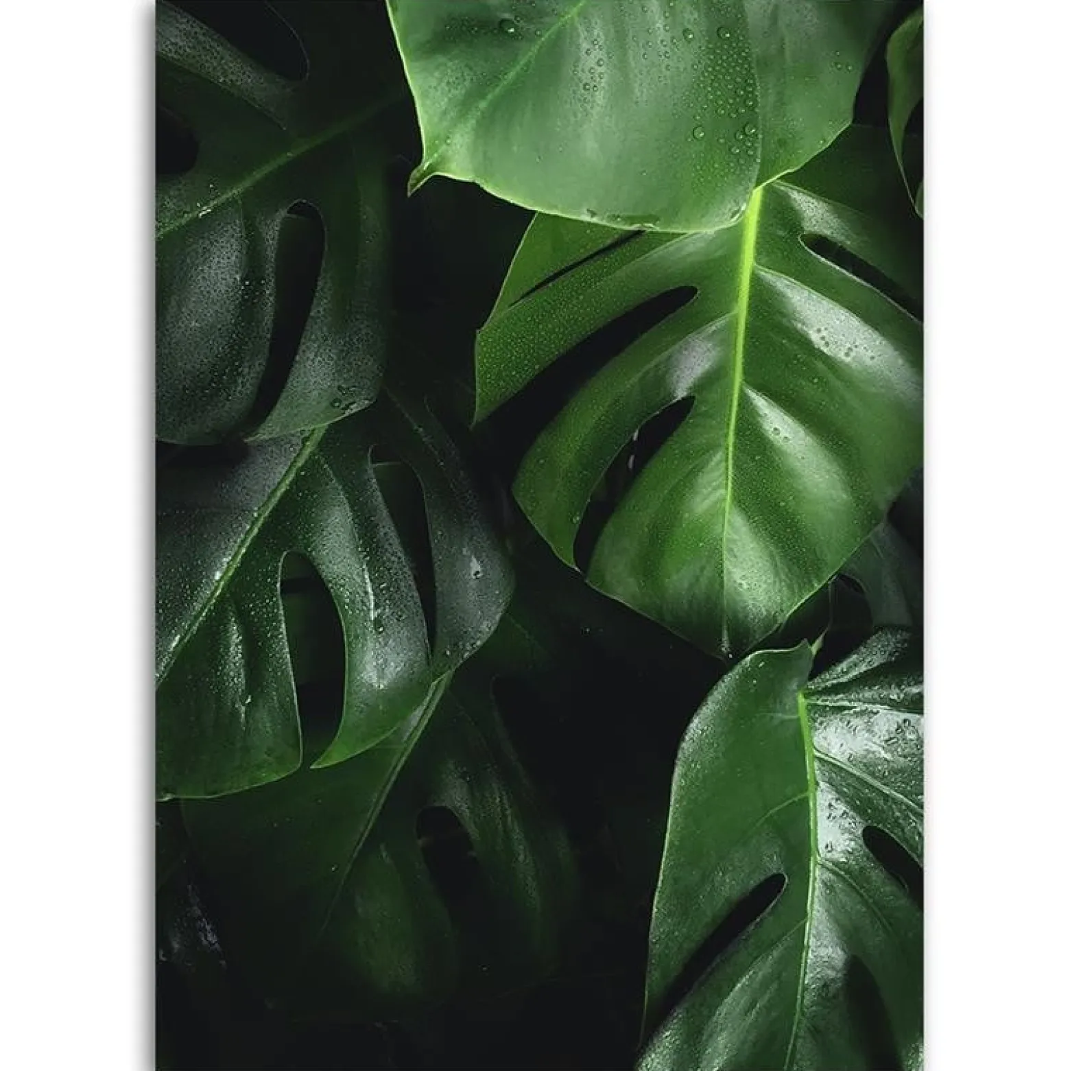 Feeby Obraz na płótnie Monstera liście 40x60
