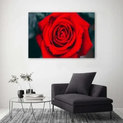 Feeby Obraz na płótnie Piękna czerwona róża 60x40