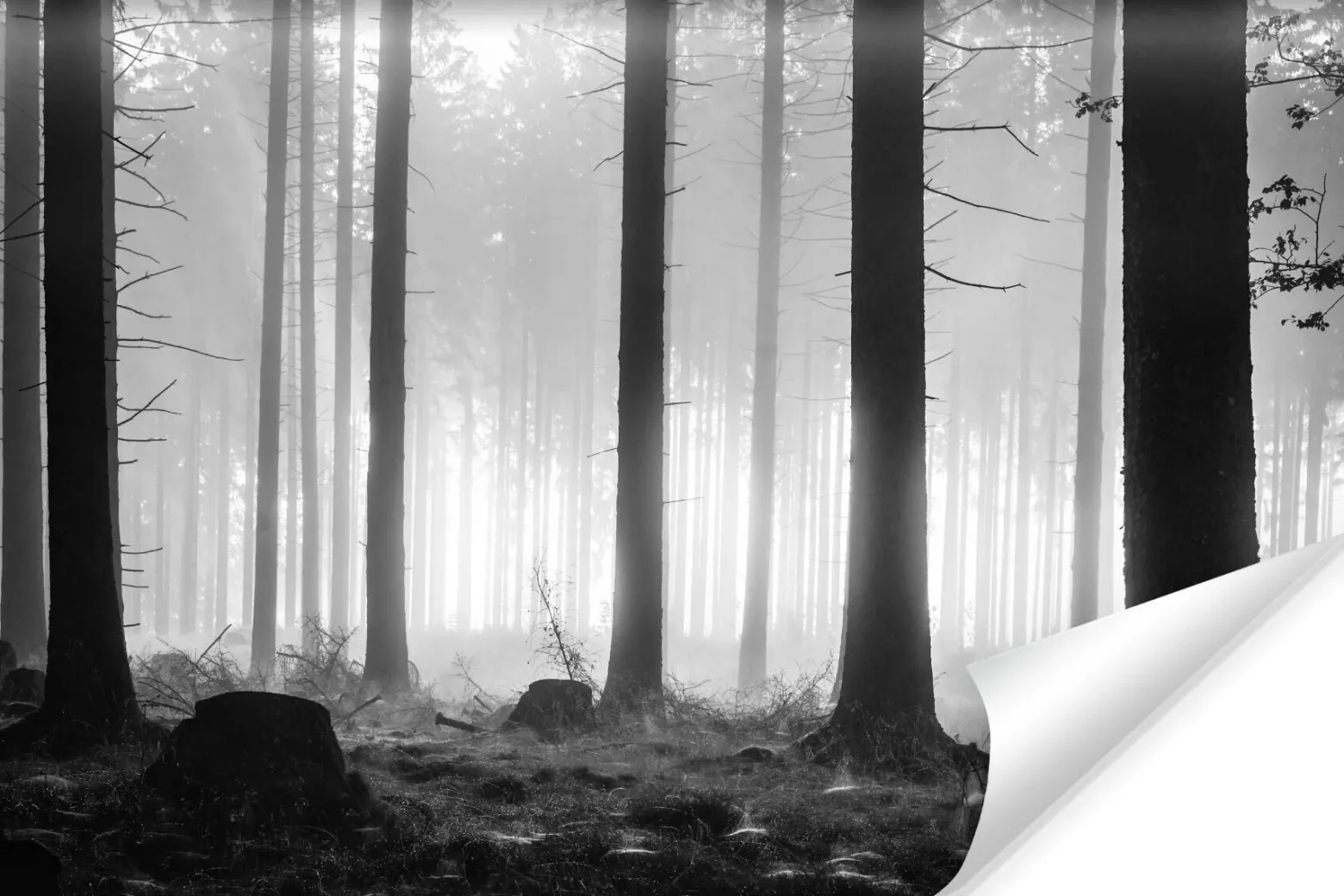 Fototapeta Do Salonu Czarno-biały Las 90x60cm