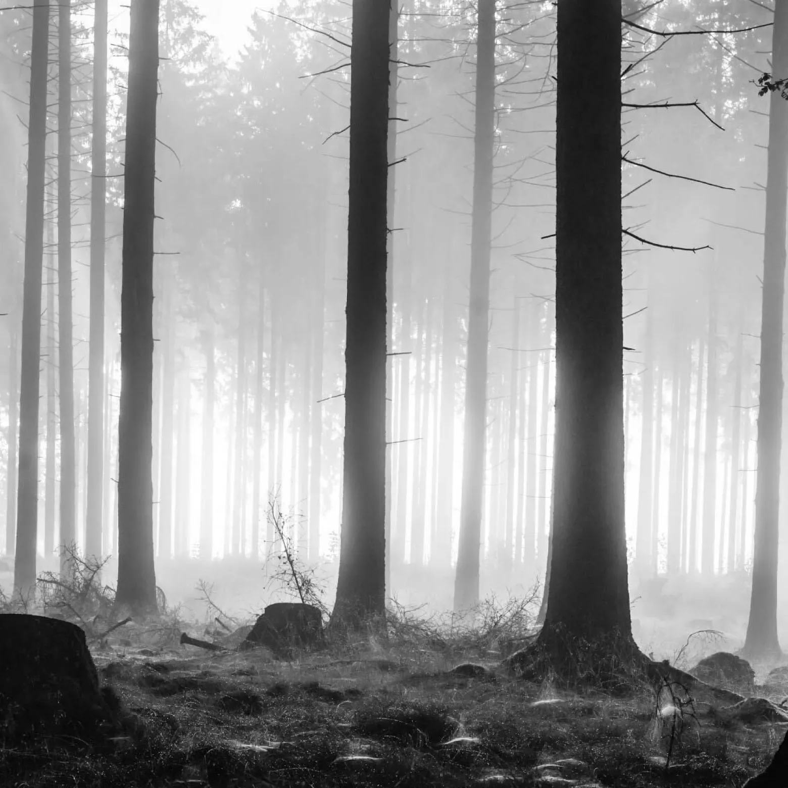 Fototapeta Do Salonu Czarno-biały Las 90x60cm