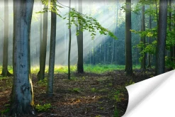 Fototapeta LAS Promienie Słońca Przyroda 90x60cm