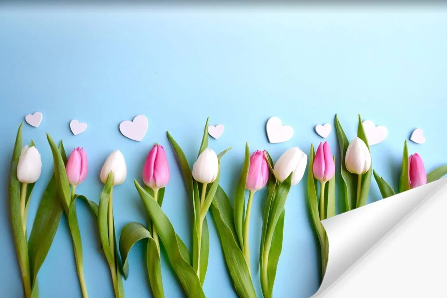 Fototapeta Dekoracyjna TULIPANY Serca 3D 90x60cm