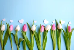 Fototapeta Dekoracyjna TULIPANY Serca 3D 90x60cm