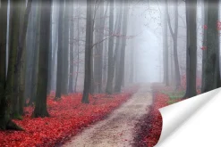Fototapeta Dróżka Leśna Czerwone LIŚCIE 3D 90x60cm