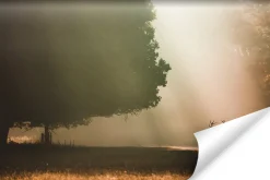 Fototapeta Jesienny Pejzaż JELEŃ Drzewa 3D 90x60cm
