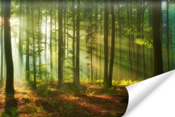 Fototapeta Krajobraz Drzewa NATURA Liście 90x60cm