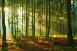 Fototapeta Krajobraz Drzewa NATURA Liście 90x60cm