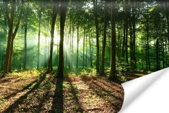Fototapeta LAS W Promieniach Słońca Natura 90x60cm