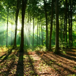 Fototapeta LAS W Promieniach Słońca Natura 90x60cm