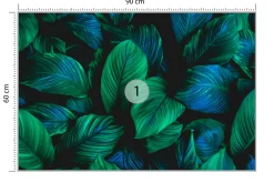 Fototapeta Piękne liście tropikalne 90x60cm
