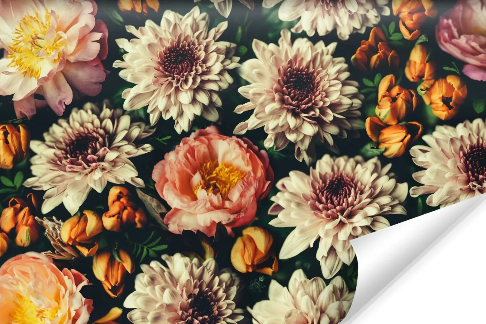 Fototapeta w Stylu Retro KWIATY Piwonie 3D 90x60cm