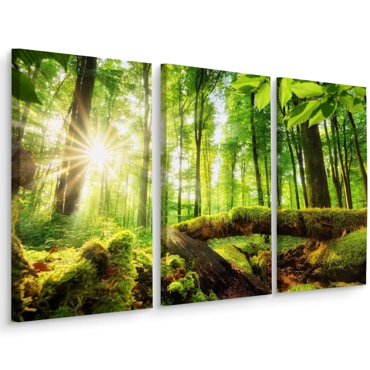 Obraz 3-Częściowy Widok Na Słoneczny Las 3D 60x40cm
