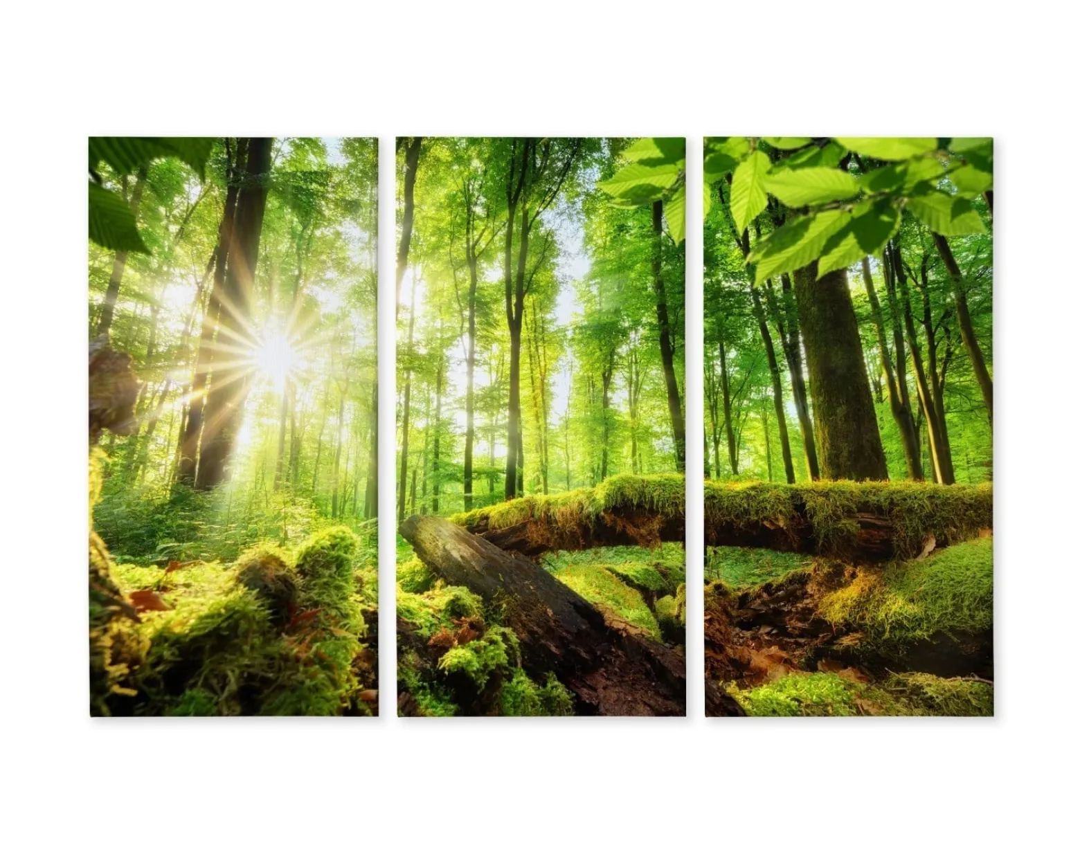 Obraz 3-Częściowy Widok Na Słoneczny Las 3D 60x40cm