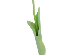 Tulipan pojedynczy 44 cm gumowany żółty